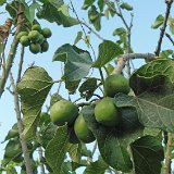 Jatropha curcas Los Molinos Ica, Peru ®MCA DSC02189   ÉPUISÉ - OUT of STOCK - AGOTADO